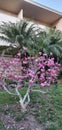 petals on the ground and lawn from a tree blooming with pink flowers against the background of a date palm and building facade