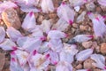 Petals that have fallen from an almond tree to the ground Royalty Free Stock Photo