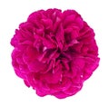 Petals and head of dark pink rose on white background Royalty Free Stock Photo