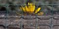 The petals of a large sunflower peeking over a fence like a rising sun Royalty Free Stock Photo