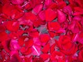 Red petals of love in water Royalty Free Stock Photo