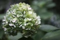 Petals of a lushly flowering hydrangea bush Royalty Free Stock Photo