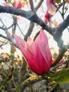 The petals of Magnolia shining in the evening sun are transparent