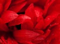 Among Petals.nMacro abstract of red daisy flower. Royalty Free Stock Photo