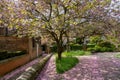 Under a Tree, a Sidewalk and the Grass are Covered in Pink Cherry Blossom Petals.