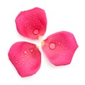 Petals of pink flower isolated on white Royalty Free Stock Photo