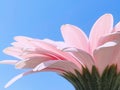 Petals of pink gerbera daisy flower and blue sunny sky, spring nature Royalty Free Stock Photo