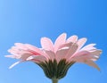 Petals of pink gerbera daisy flower and blue sunny sky, spring nature Royalty Free Stock Photo