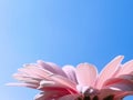 Petals of pink gerbera daisy flower and blue sunny sky, spring nature Royalty Free Stock Photo