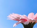 Petals of pink gerbera daisy flower and blue sunny sky, spring nature Royalty Free Stock Photo