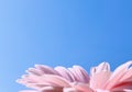 Petals of pink gerbera daisy flower and blue sunny sky, spring nature Royalty Free Stock Photo