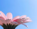 Petals of pink gerbera daisy flower and blue sunny sky, spring nature Royalty Free Stock Photo