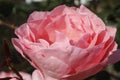 Petals Pink rose closeup in garden Royalty Free Stock Photo