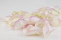 Petals of a pink rose on white background. Festive gift card with copy space Royalty Free Stock Photo