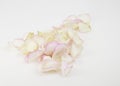 Petals of a pink rose on white background. Festive gift card with copy space Royalty Free Stock Photo