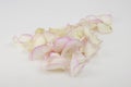 Petals of a pink rose on white background. Festive gift card with copy space Royalty Free Stock Photo