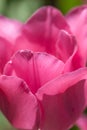 Petals of pink tulip