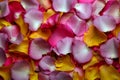 Petals pink yellow roses background Royalty Free Stock Photo