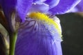 Petals and pistils: Reflections of light on the petals of a Germanic iris Royalty Free Stock Photo