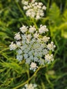 Petals and pollen of white common yarrow flower in nature. Royalty Free Stock Photo