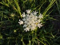 Petals and pollen of white common yarrow flower in nature. Royalty Free Stock Photo