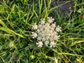 Petals and pollen of white common yarrow flower in nature. Royalty Free Stock Photo