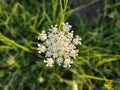 Petals and pollen of white common yarrow flower in nature. Royalty Free Stock Photo