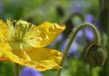 Springtime Poppy Flower closeup and Bud in Sunshine Royalty Free Stock Photo