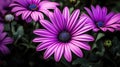 petals purple daisies