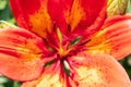 Petals of red lily. Macro lily close up Royalty Free Stock Photo