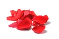 Petals of a red rose isolated Royalty Free Stock Photo