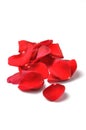 Petals of a red rose isolated Royalty Free Stock Photo