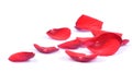 Petals of a red rose isolated Royalty Free Stock Photo