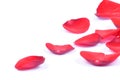 Petals of a red rose isolated Royalty Free Stock Photo