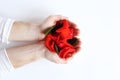 Petals of red roses in hands on a white background Royalty Free Stock Photo