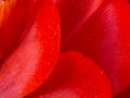 Petals of the red tulip flower, macro