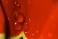 Petals of red tulip with water drops Royalty Free Stock Photo