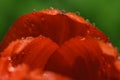 Petals of red tulip with water drops Royalty Free Stock Photo