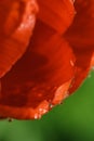 Petals of red tulip with water drops Royalty Free Stock Photo