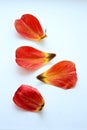 Petals of red tulip on a white background