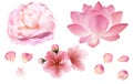 Petals and rose, sakura, peony and lotus flowers on white background