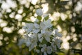 Petals of a snow-white apple tree in the midst of flowering Royalty Free Stock Photo