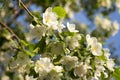 Petals of a snow-white apple tree in the midst of flowering Royalty Free Stock Photo