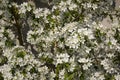 Petals of a snow-white apple tree in the midst of flowering Royalty Free Stock Photo