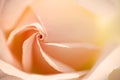 Spiral peach coloured rose petals. Close up.