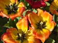 Petals, stamen in the May sun.