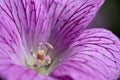 Petals, stamens and pistil of the wild perennial Geranium endressii Royalty Free Stock Photo