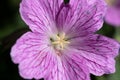 Petals, stamens and pistil of the wild perennial Geranium endressii Royalty Free Stock Photo