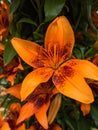 Petals, stigma and anthers of an orange lily Royalty Free Stock Photo