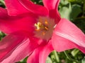 Petals, stigma and anthers of a pink lily Royalty Free Stock Photo